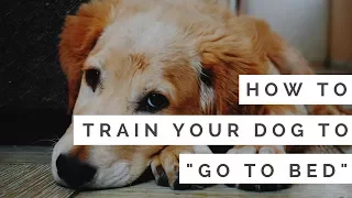 How to Train Your Dog to "Go to Bed" (in under 5 minutes)