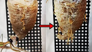 Kiwi's children are finally born! The amazing hatching process of praying mantis