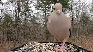 Mourning Dove call