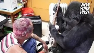 Koko the gorilla steals the show from the Red Hot Chili Peppers' bass player