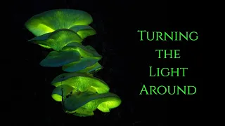 Turning the Light Around  ~ The Secret of the Golden Flower ~ Inner Alchemy