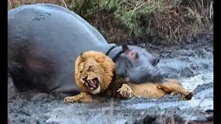 LIONS GET DEADLY BITES WHEN THEY ATTACK HIPPOS AND CROCODILES