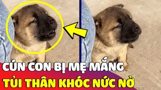 Bé cún tủi thân 'NGỒI KHÓC NỨC NỞ' khi lỡ cắn phá đồ bị MẸ MẮNG 😅 Gâu Đần