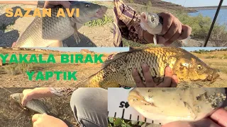 Sazan avı 2 ayrı merada balık avı yakala bırak yaptık #carpfishing #sazanavı #sazan #doğada