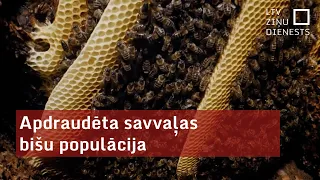 Apdraudēta savvaļas bišu populācija