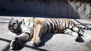 Тигриные нежности Златы и Хасана! Tiger's tenderness