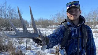 Shed Hunting 2023!~Giant Sask Browns!