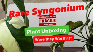 Rare Syngonium Plant Unboxing - Variegated Syngonium Chiapense and Syngonium Pink Rolli