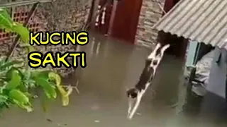 CUTE CAT The funniest cat video 2021 will make you laugh out loud | Cute cat