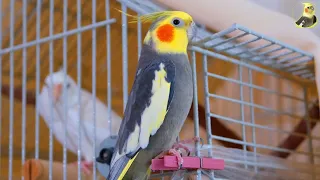 Female Cockatiel Sound-Female Cockatiel Reacts