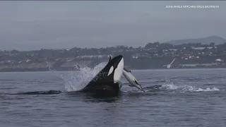 Killer whales and baby spotted off coast of San Diego