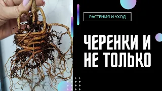 Клеродендрум Томпсона. Укоренение черенков и пересадка. #клеродендрум