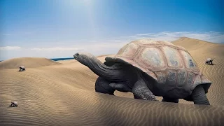 Turtle - Photoshop Manipulation Tutorial