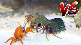 Red Crab VS Giant Mantis Shrimp!