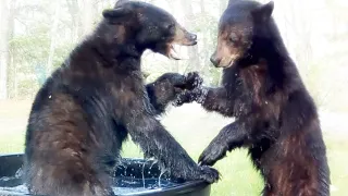 Bears Wrestle & Take Their Toys and Go Home