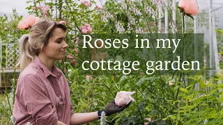 Roses in our 250 Year Old Cottage Garden & Building a New Cut Flower Bed