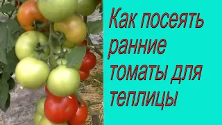 Сеем томаты для теплицы - что нужно знать ДО посева..