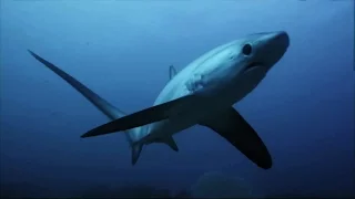 Thresher Sharks Kill Prey With Tail Like A Whip | SHARK WEEK