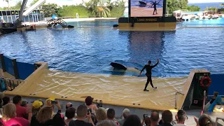 Loro park orca ocean