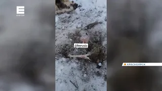 Бродячие собаки задрали марала на Торгашинском хребте