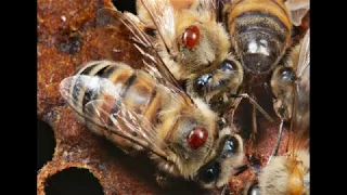 Доклад по экологичным методам лечения пчёл