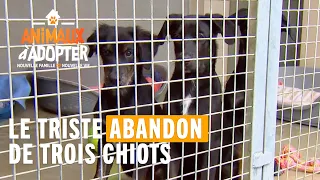 Une fratrie de trois chiots sont abandonnés par leur maître - Animaux à Adopter