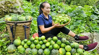 Harvest young pumpkins goes to the market sell - Weed the vegetable garden | Ly Thi Tam