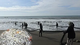 Amazing Beach Seine Net Fishing - Hundreds of Fish Sea Fishing
