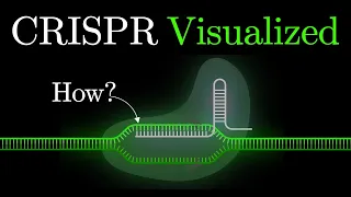 But what is CRISPR-Cas9? An animated introduction to Gene Editing. #some2