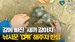 강물에 빠진 유기견, 낚시꾼이 구조해주자 반응