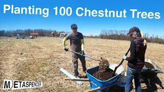 Planting 100 Chestnut Trees