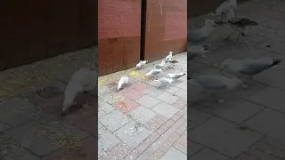 Herring Gulls eating sweetcorn