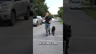 Thinking of Getting a Cane Corso? Watch This First!