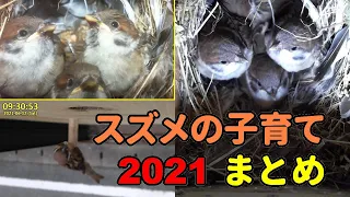 2021 スズメ 雛の誕生から巣立つまで 15日間のまとめ