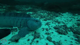 The Atlantic Wolffish. Norway.  Зубатка. Норвегия.