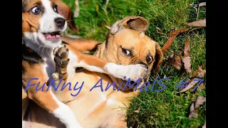 FuNny AniMalS #7 // Смешные видео с животными // Приколы с животными // Смешные животные 2020