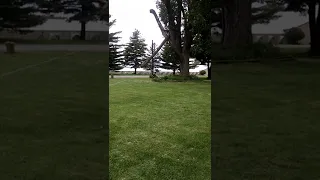 tree branch dropping