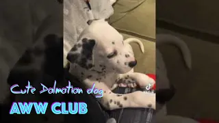 Cute Dalmatian dog watching at 101 Dalmatians #shorts