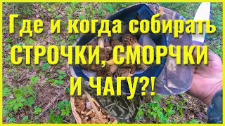 Где и когда собирать СТРОЧКИ, СМОРЧКИ и ЧАГУ?!