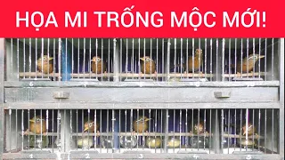 CHIM HỌA MI MỘC MỚI HÀNG CỰC CHẤT...ANH EM HÃY NHANH TAY! #0374961666