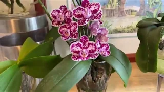 Growing Phalaenopsis in water