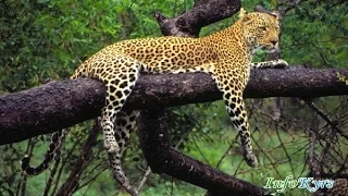 Животные мира Леопарды Желанное место животных Жестокая Африка Ботсвана Хищники Самые скрытные кошки
