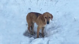 He digs for food in the snow in vain with dried blood on his face and the secret behind