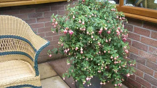 How we spring prune Standard Fuchsias and bush Fuchsias