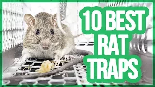 Top 10 Best Mouse Trap / Rat Trap