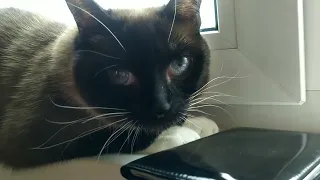 Говорящая кошка/Talking cat