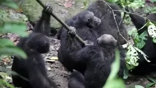 Chimpanzee group aggression against alpha male (UPDATED)