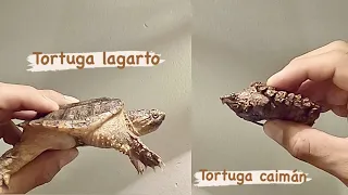 Diferencias entre tortuga lagarto (Chelydra serpentina) y tortuga caimán (Macrochelys Temminckii)!