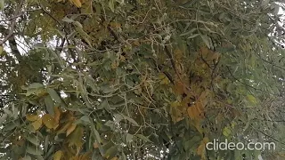 Софора японська-незвичайне дерево нашого парку