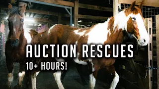 10 Hours of Saving Horses From Slaughter!